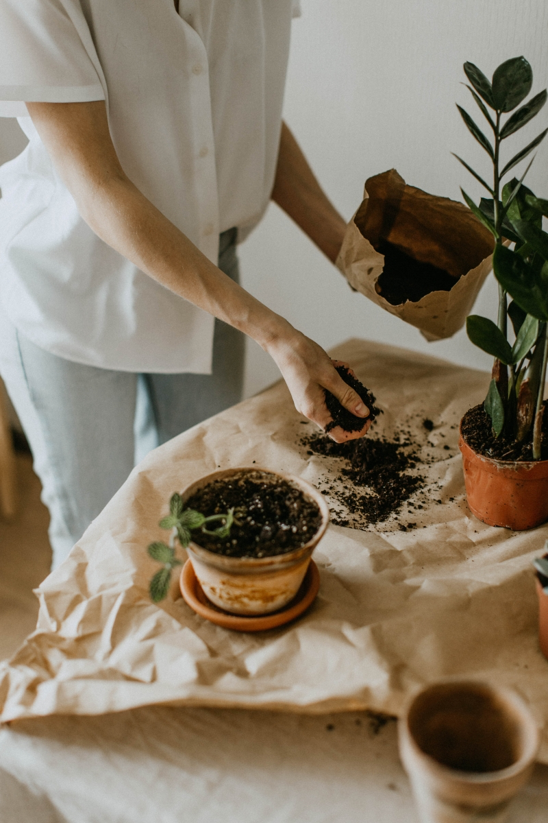 plant tips turning yellow