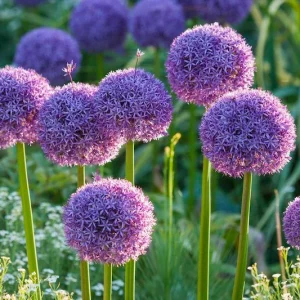 7+ Best Bulbs To Plant In The Fall For a Beautiful Spring Garden