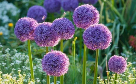 purple alliums standing tall