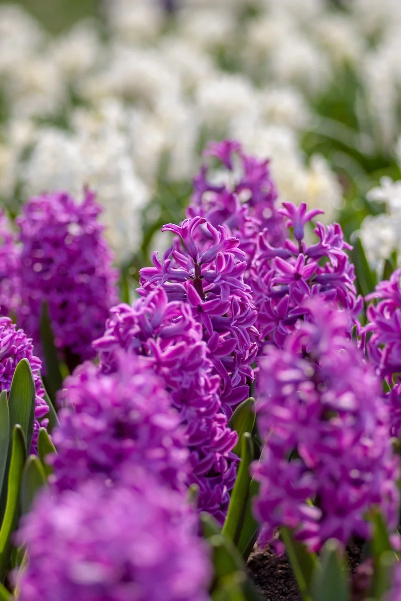 purple and pink and green and white hyacinth