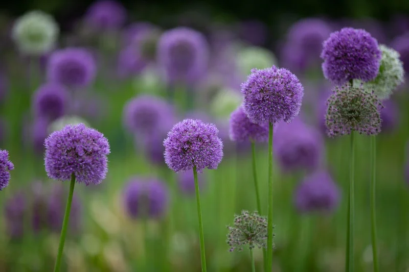 purple balls of flowers alliums