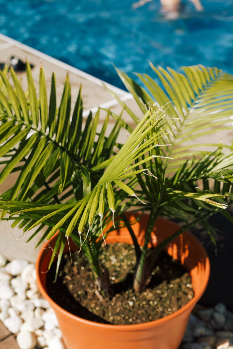 resize how to keep indoor plants green and healthy