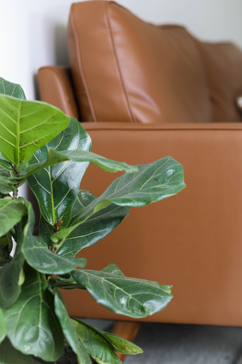 resize tips to keep plants healthy