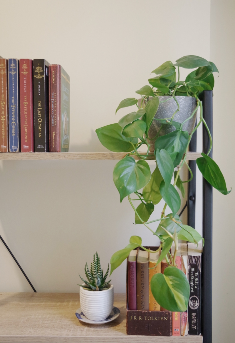 resize ways to keep plants healthy