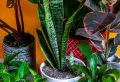 7 Things Plant Experts Do That You Probably Don’t