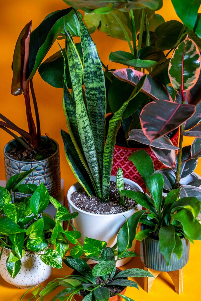 things plant experts do and why