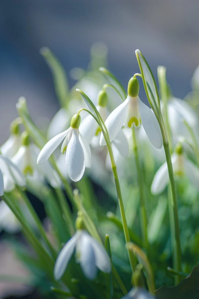 white and green snow drop flowers