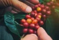 Do You Know These 8 Interesting Facts About Coffee?