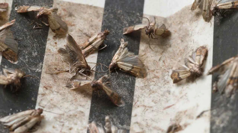 a ton of moths on a sticky trap