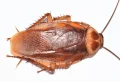 How To Get Rid Of Roaches Fast (10 Effective Ways)