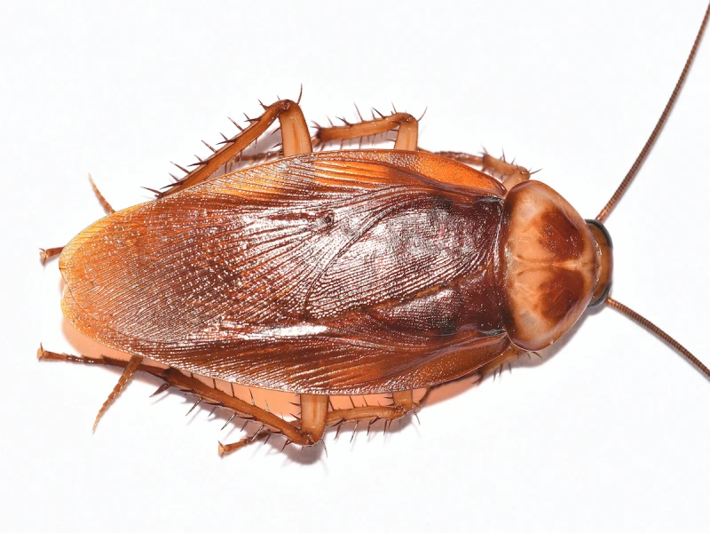 american cockroach dorsal