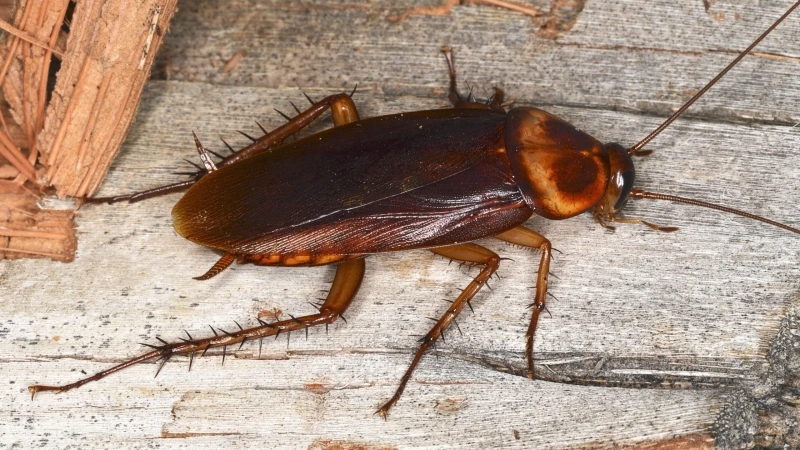 american cockroach up close