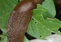 How To Get Rid Of Slugs: 9 Natural And Effective Solutions