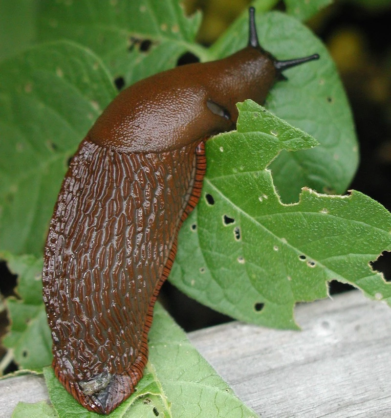 big brown slug munching on a leaf