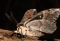 How To Get Rid Of Moths: 7 Effective Methods To Keep Them Away