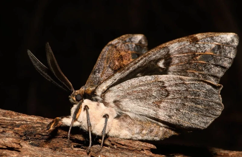 big moth sitting on tree