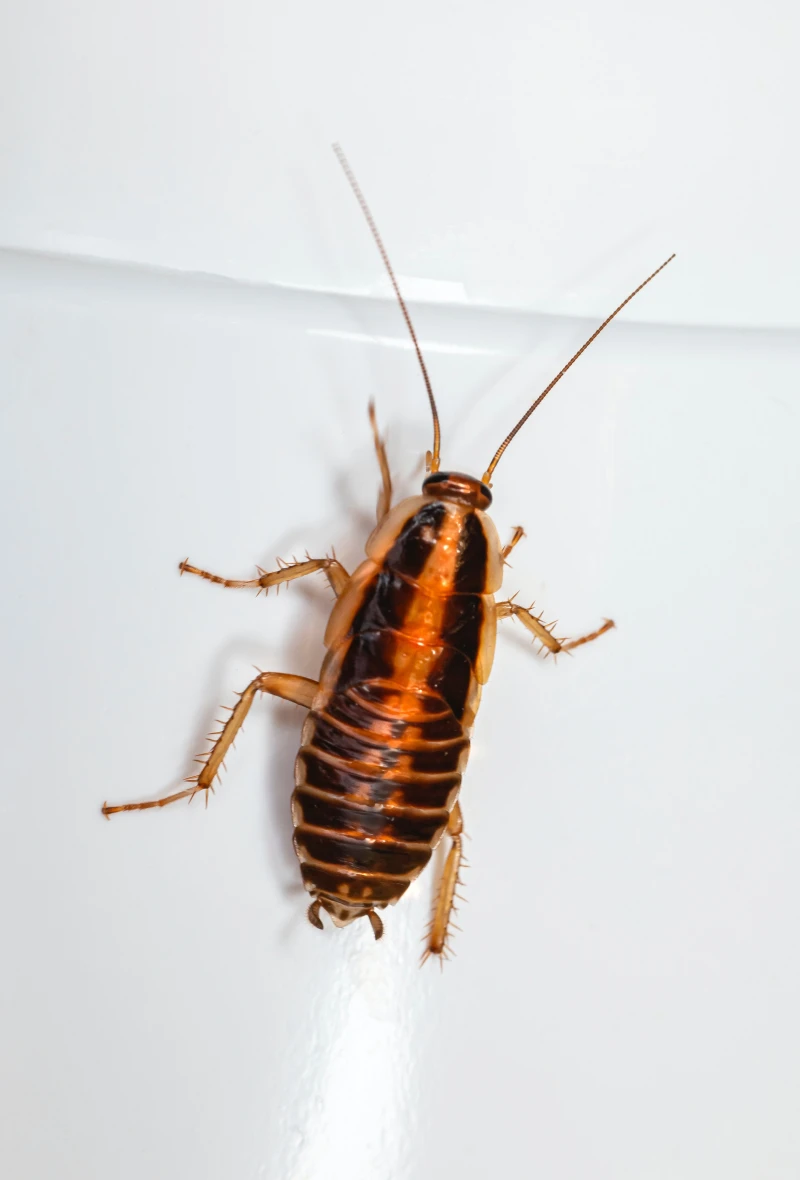 brown german cockroach on white background