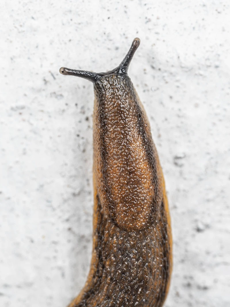 brown slug up close
