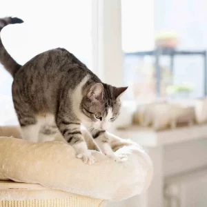 Why Does My Cat Knead Me? 6 Common Reasons