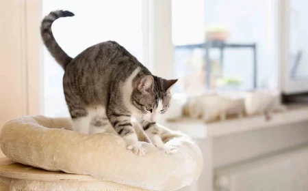 cat kneading her cat bed