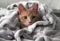 How To Wash A Weighted Blanket The Right Way: Step-by Step Guide