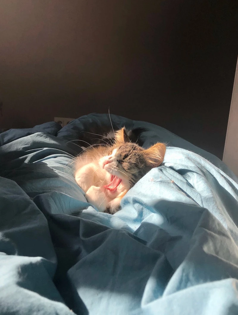 cat yawing snuggled in between sheets