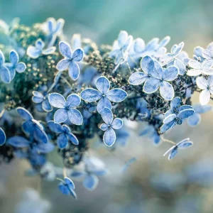 How To Prepare Your Hydrangeas For Winter The Right Way, According To Experts