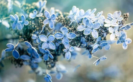 close up image of a frosted hydrangea paniculata flower seed head against a soft background