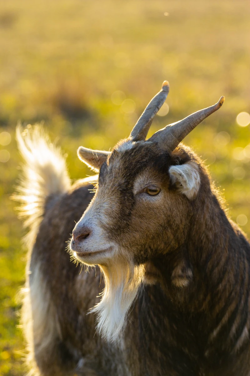 close up picture of goat
