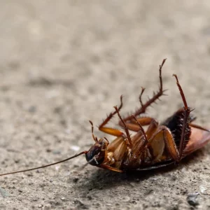 How To Get Rid Of Roaches Fast (10 Effective Ways)