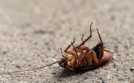 cockroach on its back