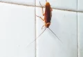 How To Get Rid Of Roaches Fast (10 Effective Ways)
