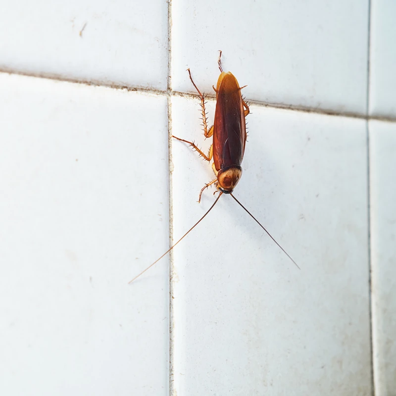 cockroach on the batj tiles