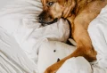 8 Surprising Things Your Dog Knows About You
