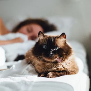 Is it OK to Let Your Cat Sleep in Bed With You? Pros & Cons