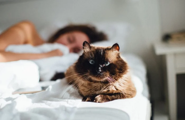 do you let your cat sleep with you