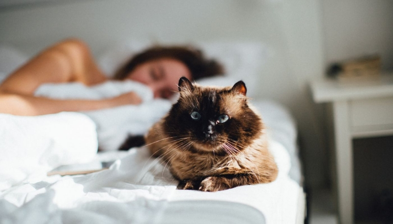 do you let your cat sleep with you