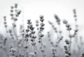 How To Winterize Lavender So It Thrives And Survives