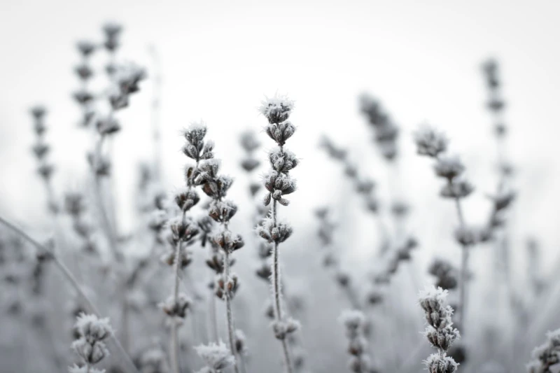 frozen lavender plants