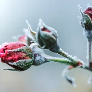 How To Best Prepare Your Roses For Winter