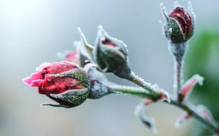 frozen rose buds in winter