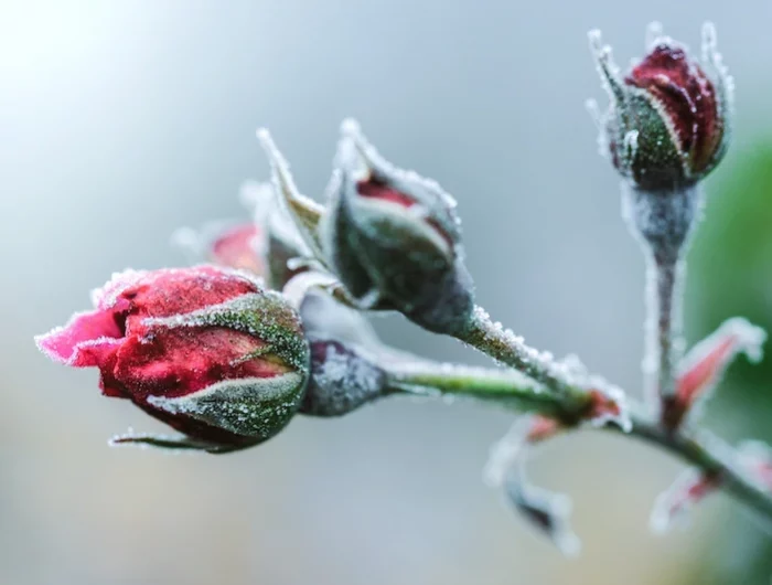 frozen rose buds in winter