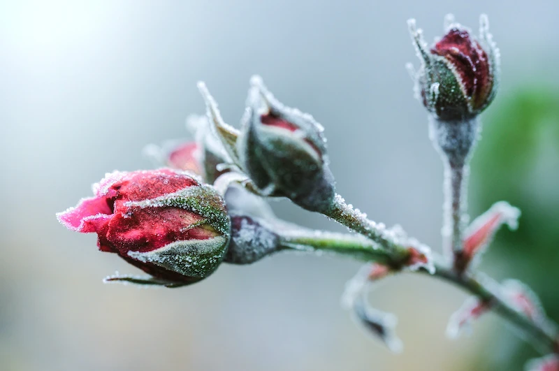 frozen rose buds in winter