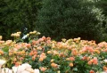 How To Best Prepare Your Roses For Winter