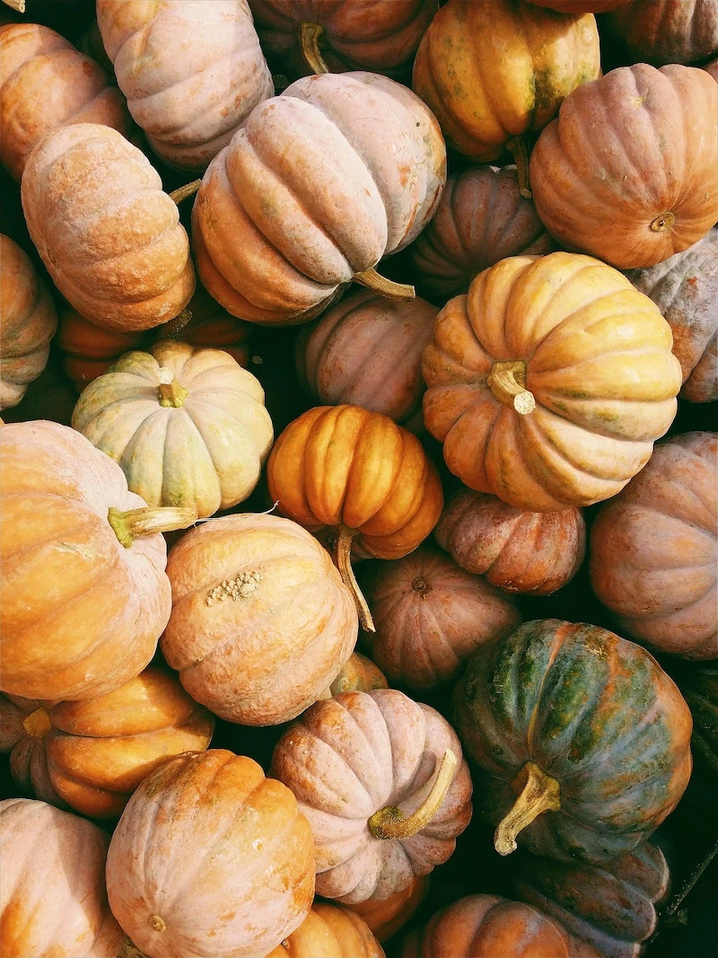 halloween pumpkins a bunch of orange pumpkins