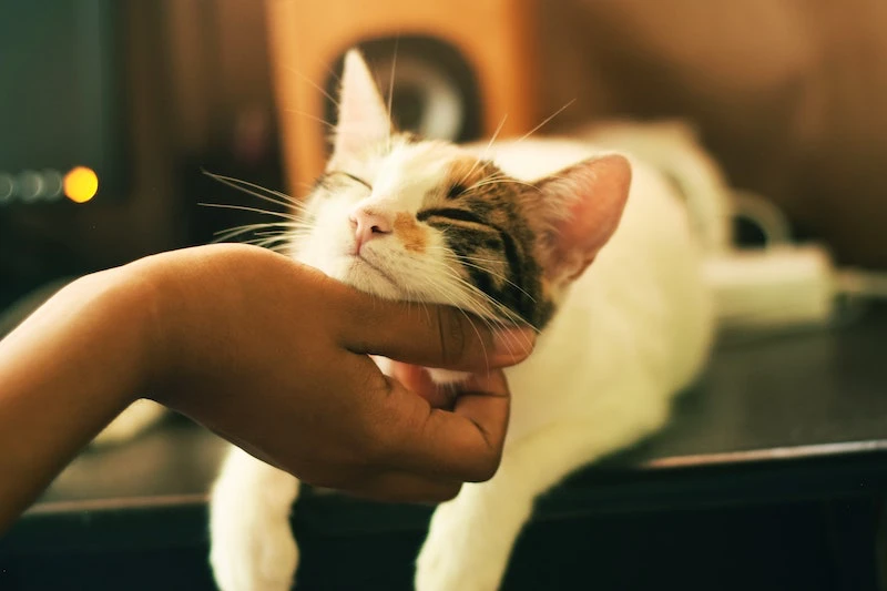 hand petting a cat under the head