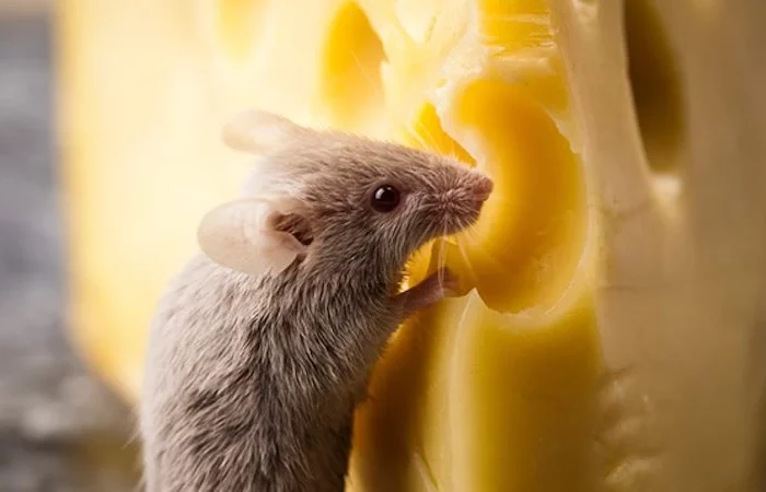 how to get rid of mice mouse eating big block of cheese