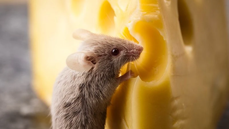 how to get rid of mice mouse eating big block of cheese
