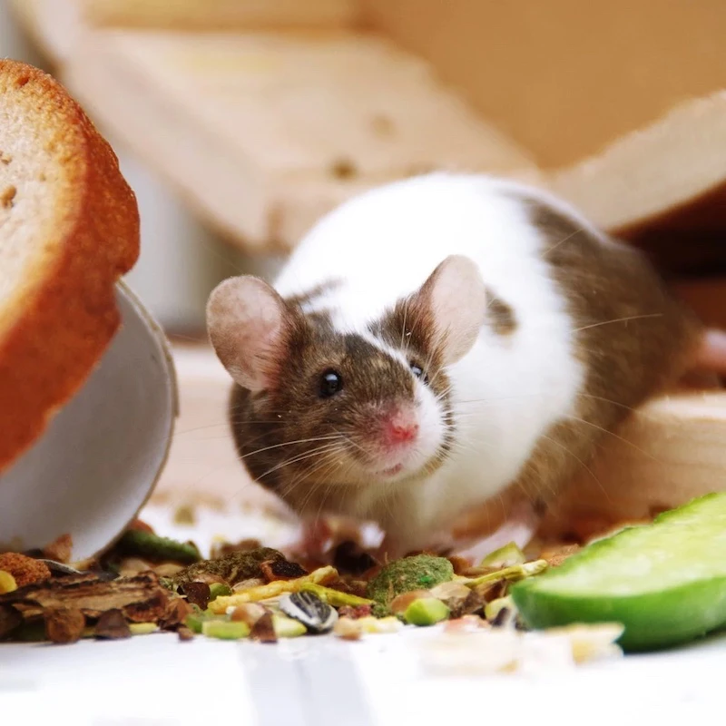 how to get rid of mice mouse eating leftovers