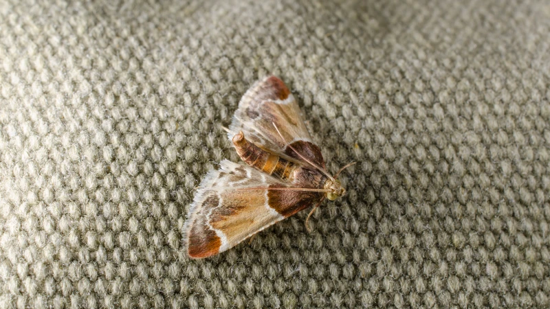 how to get rid of moths moth on carpet
